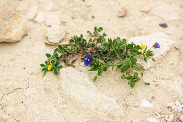 Foto vista ad alta angolazione di una pianta in fiore sulla roccia