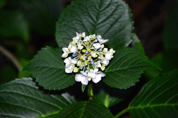 Foto vista ad alto angolo di una pianta da fiore