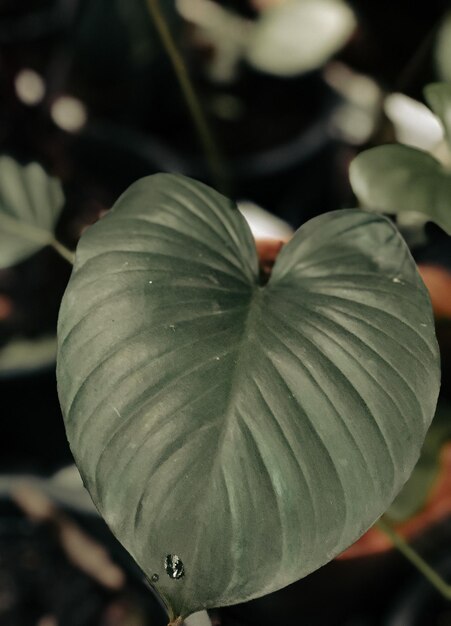 Photo high angle view of flowering plant