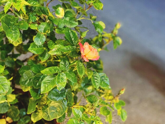 Foto vista ad alta angolazione di una pianta da fiore