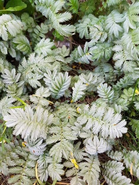 花をかせる植物の高角度の眺め