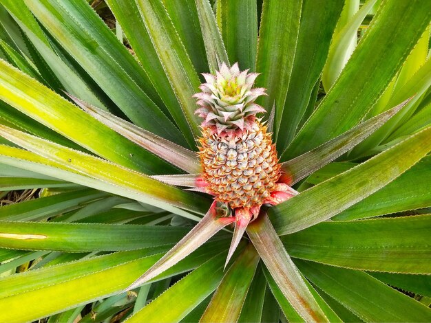 High angle view of flowering plant