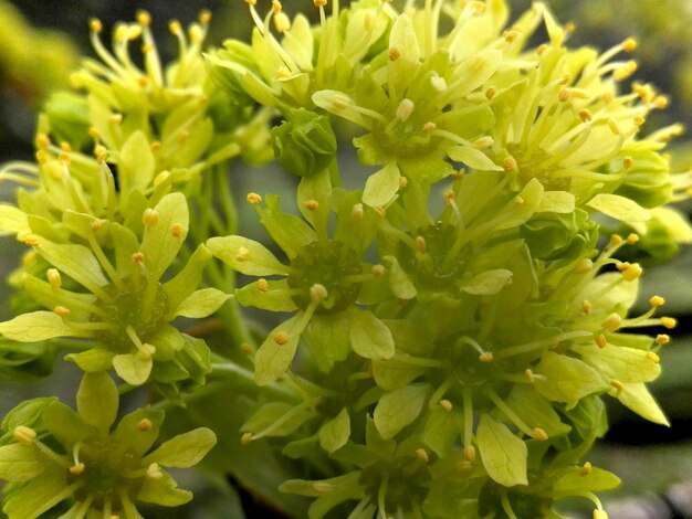 Photo high angle view of flowering plant