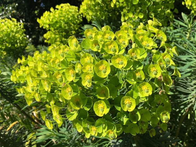 High angle view of flowering plant