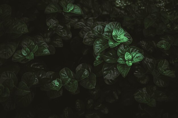 High angle view of flowering plant