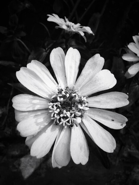 Photo high angle view of flowering plant