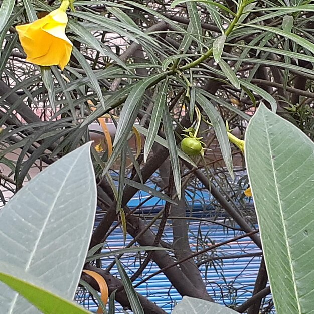 High angle view of flowering plant