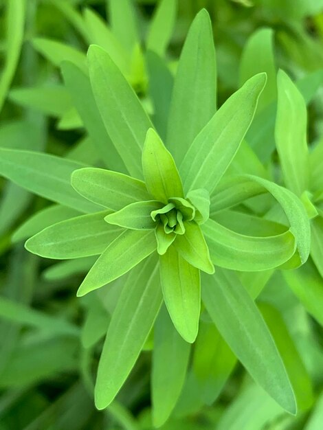 花をかせる植物の高角度の眺め