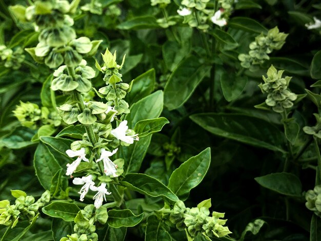 Foto vista ad alto angolo di una pianta da fiore