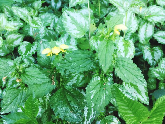 花をかせる植物の高角度の眺め