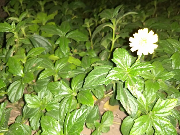 High angle view of flowering plant