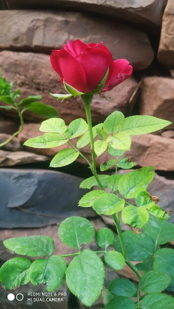 High angle view of flowering plant