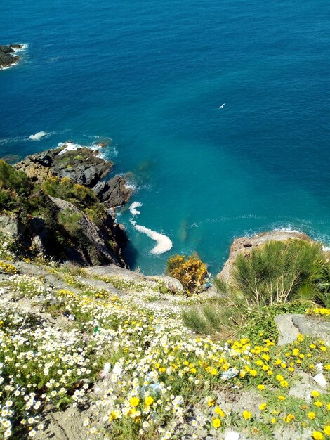 Foto vista ad alto angolo di piante da fiore dal mare