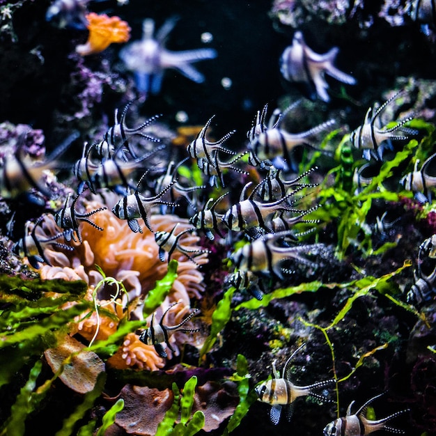 海から見た花の植物の高角度の景色