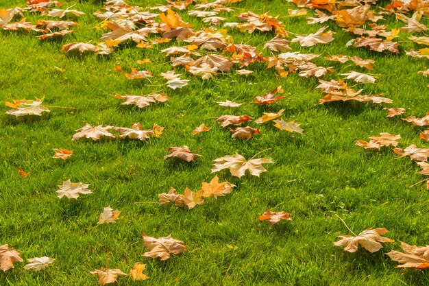 High angle view of flowering plants on field during autumn