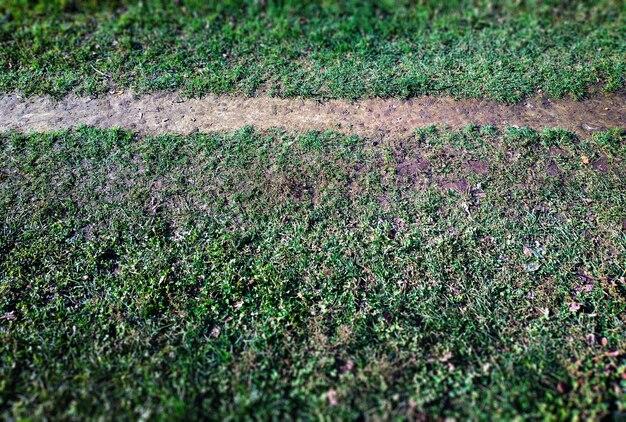 Photo high angle view of flowering plants on field