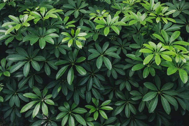 Foto vista ad alta angolazione delle piante da fiore sul campo