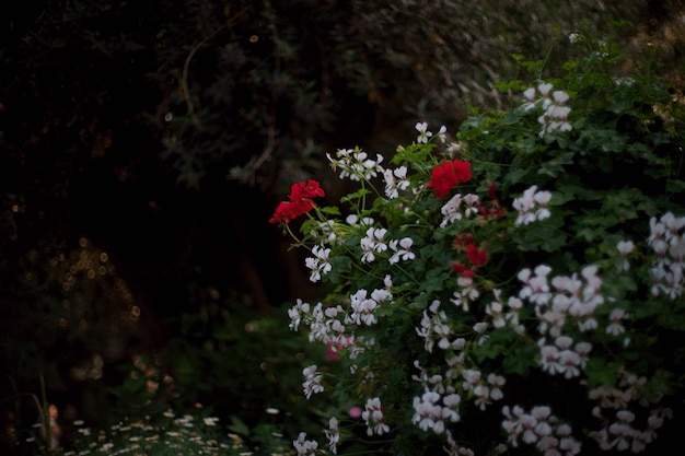 high angle view of flowering plants on field