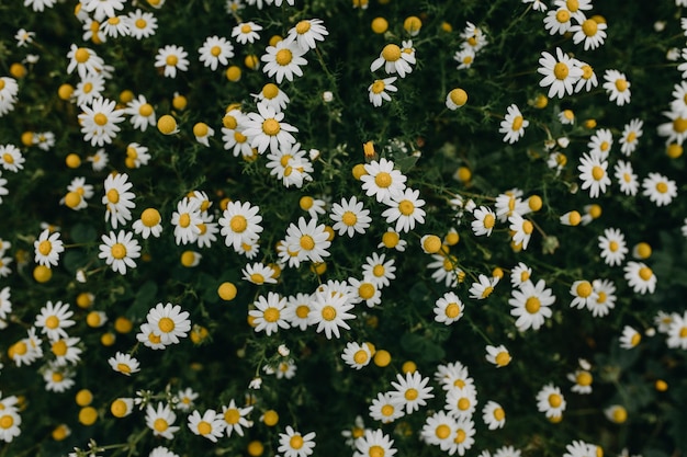 畑で花をかせる植物の高角度の景色