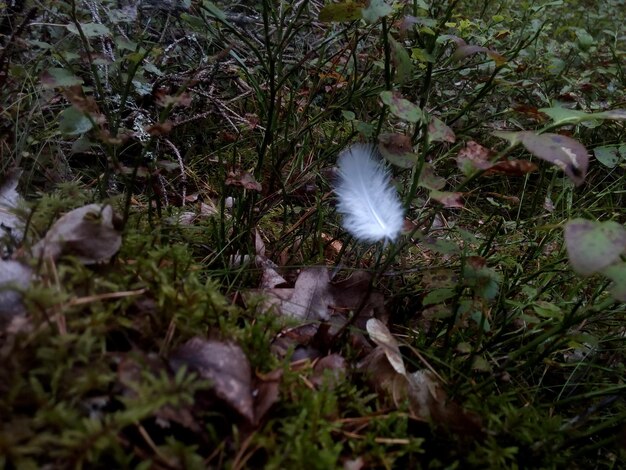 Foto vista ad alta angolazione delle piante da fiore sul campo