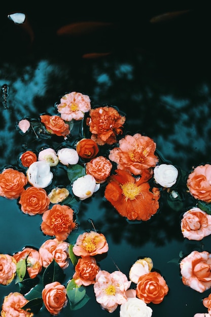 high angle view of flowering plants floating on water