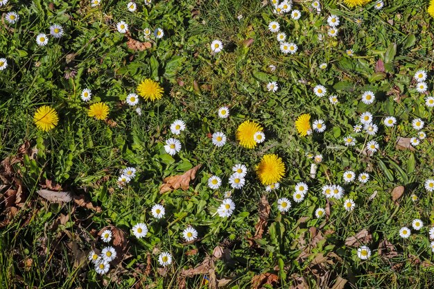 High angle view of flowering plants growing on field