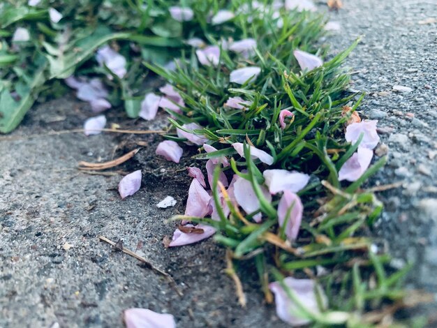 High angle view of flowering plants on land