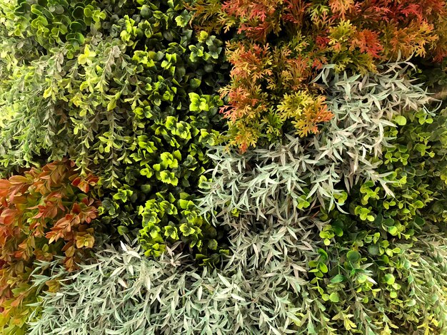 Photo high angle view of flowering plants on land