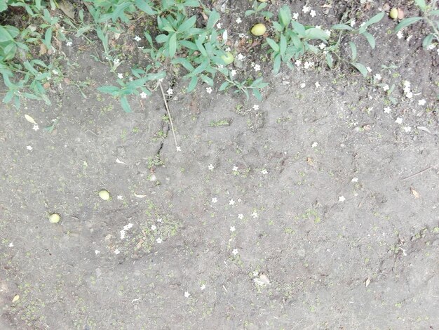 High angle view of flowering plants on land