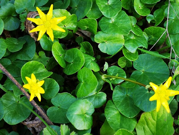 High angle view of flowering plants and leaves on plant