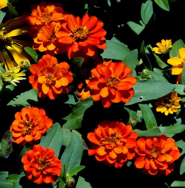 High angle view of flowering plants in park