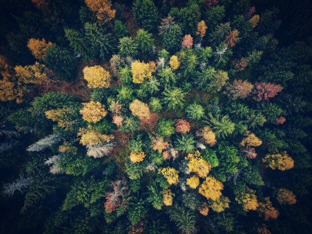 Foto vista ad alta angolazione delle piante da fiore nel parco