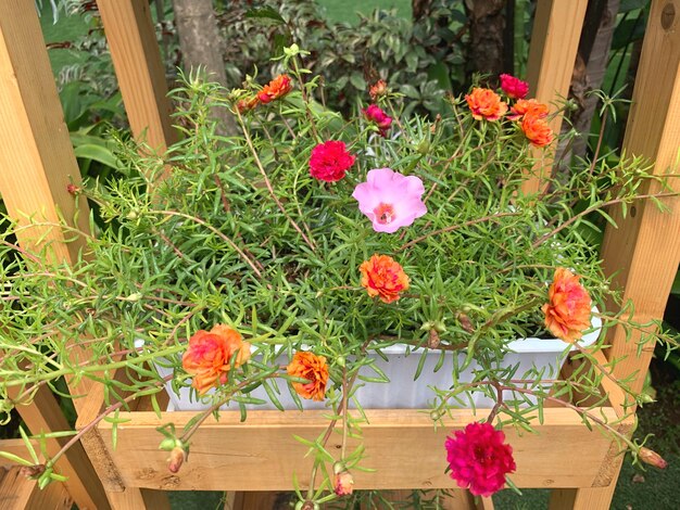 High angle view of flowering plants on potted plant