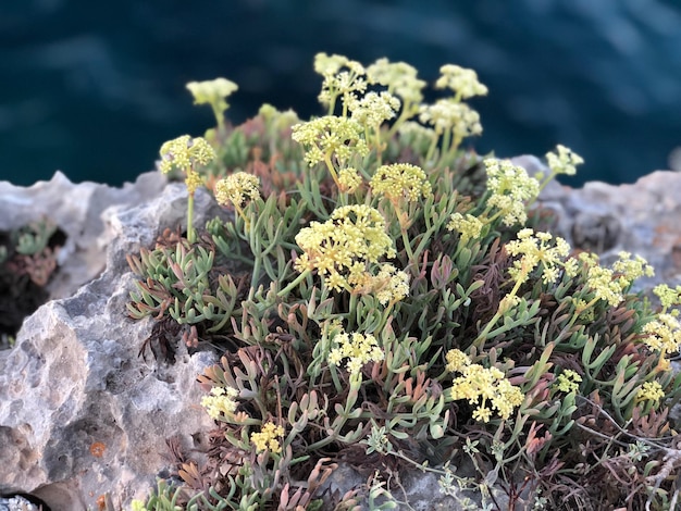 바위 위 에 있는 꽃 이 피는 식물 들 의 높은 각도 의 모습