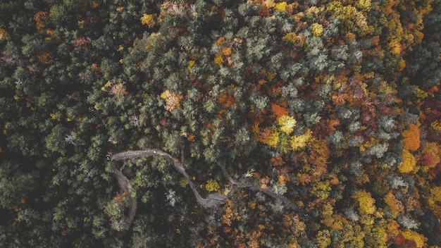 Photo high angle view of flowering plants and trees during autumn