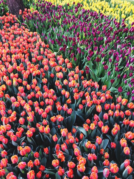 Photo high angle view of flowering plants