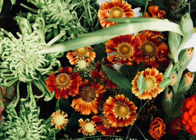 Photo high angle view of flowering plants