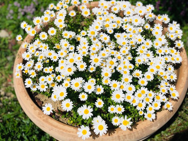 High angle view of flowering plants