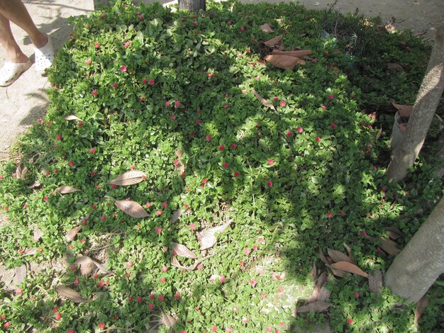 High angle view of flowering plants