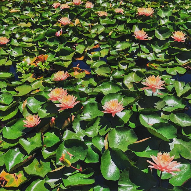 High angle view of flowering plants