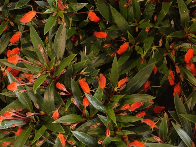 Foto vista ad alto angolo delle piante da fiore