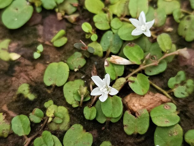 High angle view of flowering plants