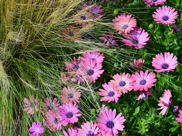 High angle view of flowers blooming on field