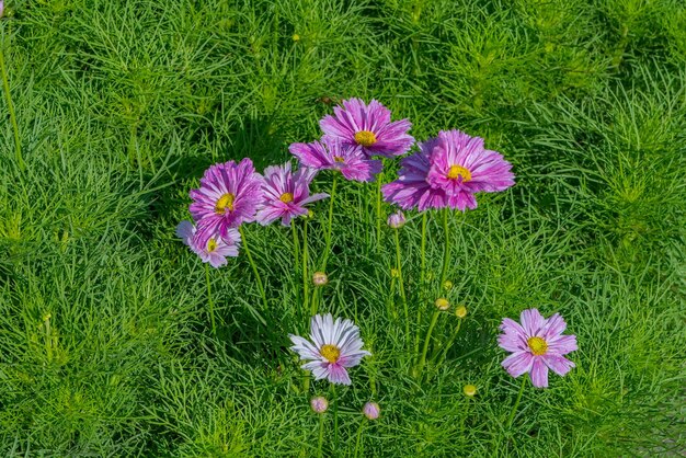 High angle view of flowers blooming on field