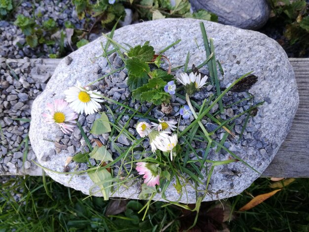 High angle view of flowers blooming outdoors