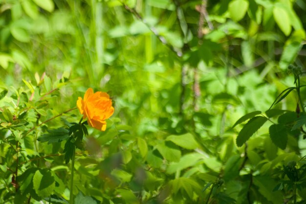 High angle view of flowers blooming in spring