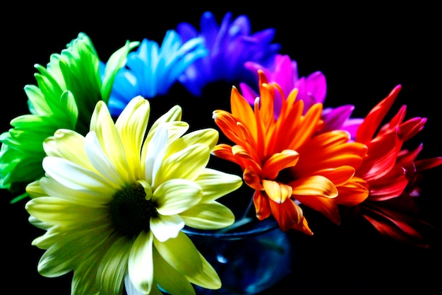 Foto vista ad alta angolazione dei fiori che fioriscono in vaso