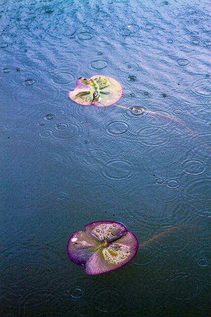 Foto vista ad alta angolazione dei fiori che galleggiano sull'acqua