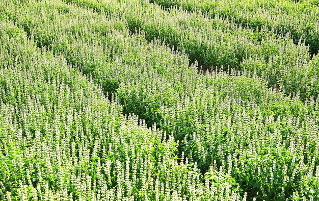 Photo high angle view of flowers growing on field