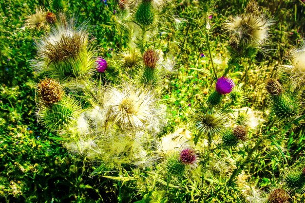 High angle view of flowers growing in field